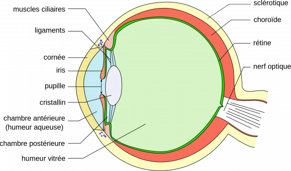 sécheresse oculaire 