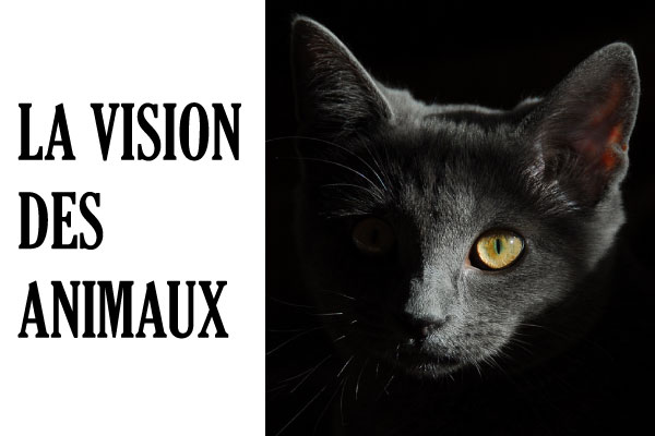 Vision-des-animaux