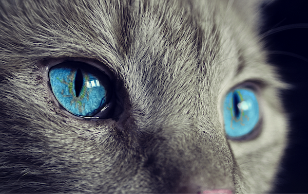 chat-oeil-bleu