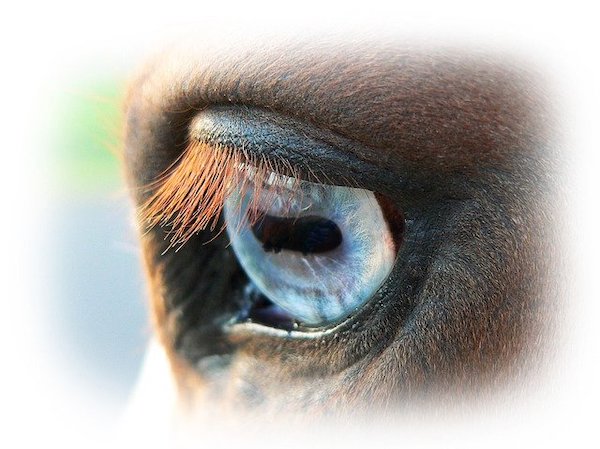 oeil-pupille-cheval