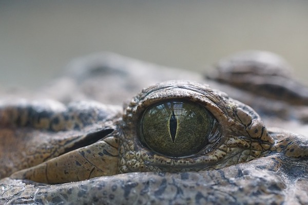 yeux-crocodile