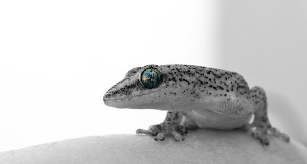yeux-gecko
