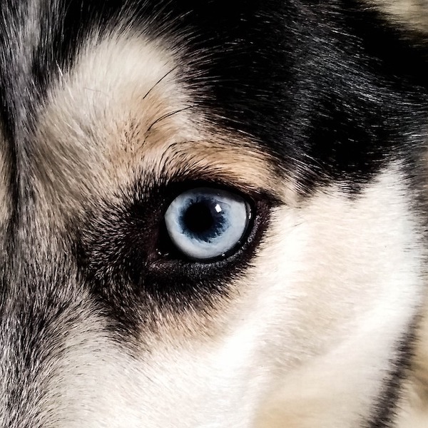 yeux-husky