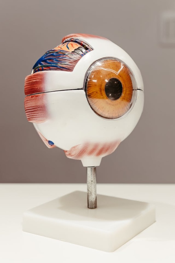 oeil-coupe