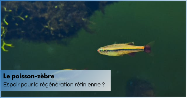 poisson-zebre-régénération-rétine